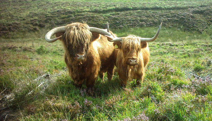 Picture of highland cattle