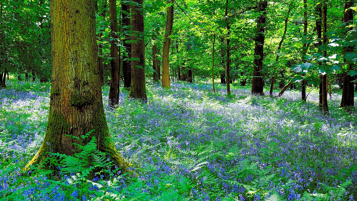 Bluebell wood in Brecon Beacons National Park