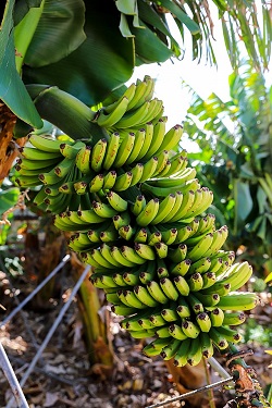 Banana bunch growing in a banana tree plantation on Tenerife