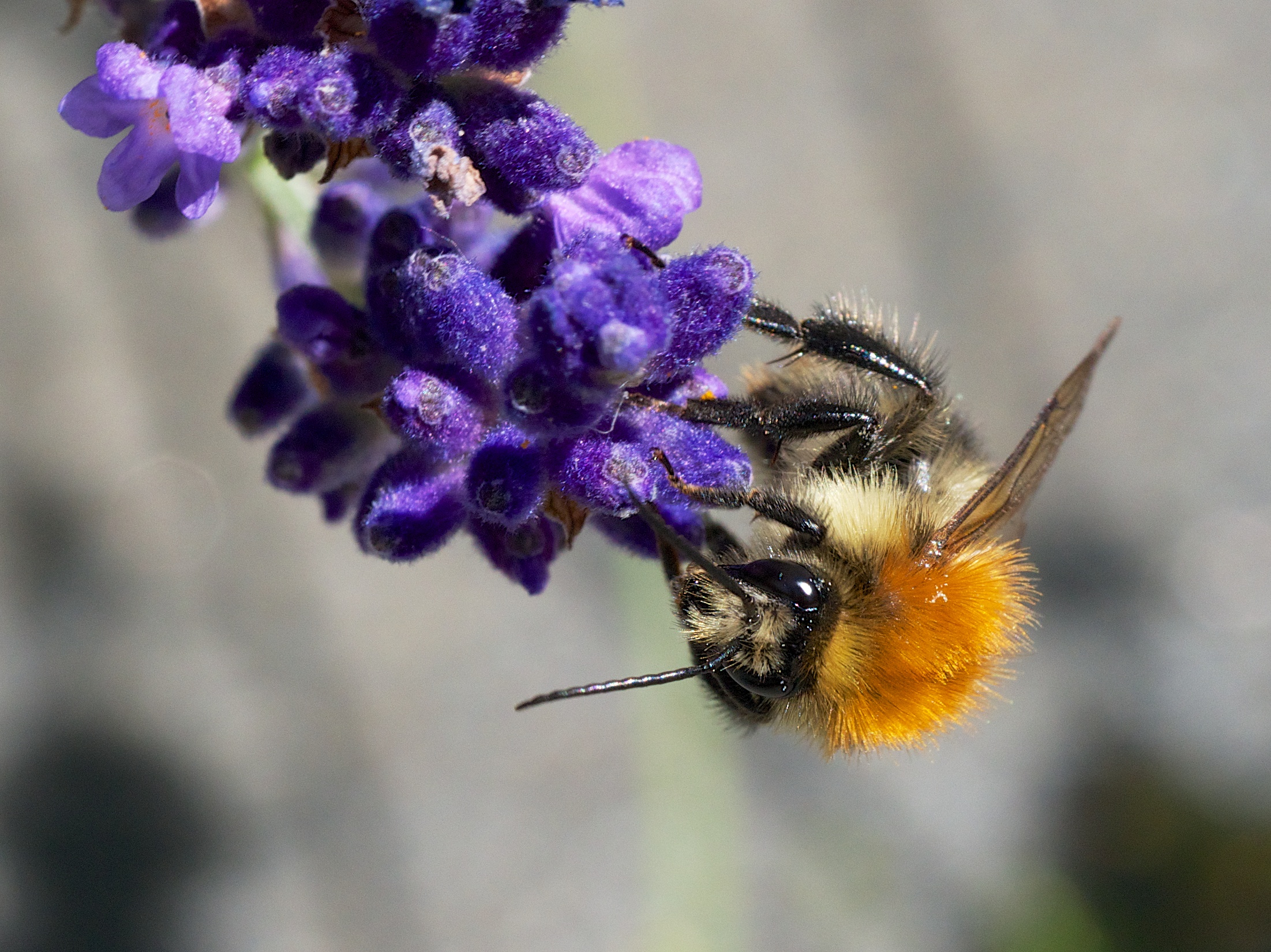 A common carder bee (bombus pascuorum) on a lavender flower (Sputniktilt, CC BY-SA 3.0) 