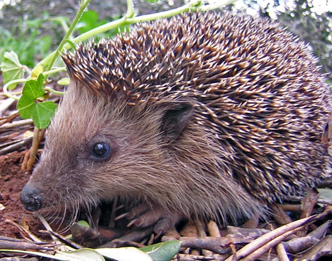 hedghog