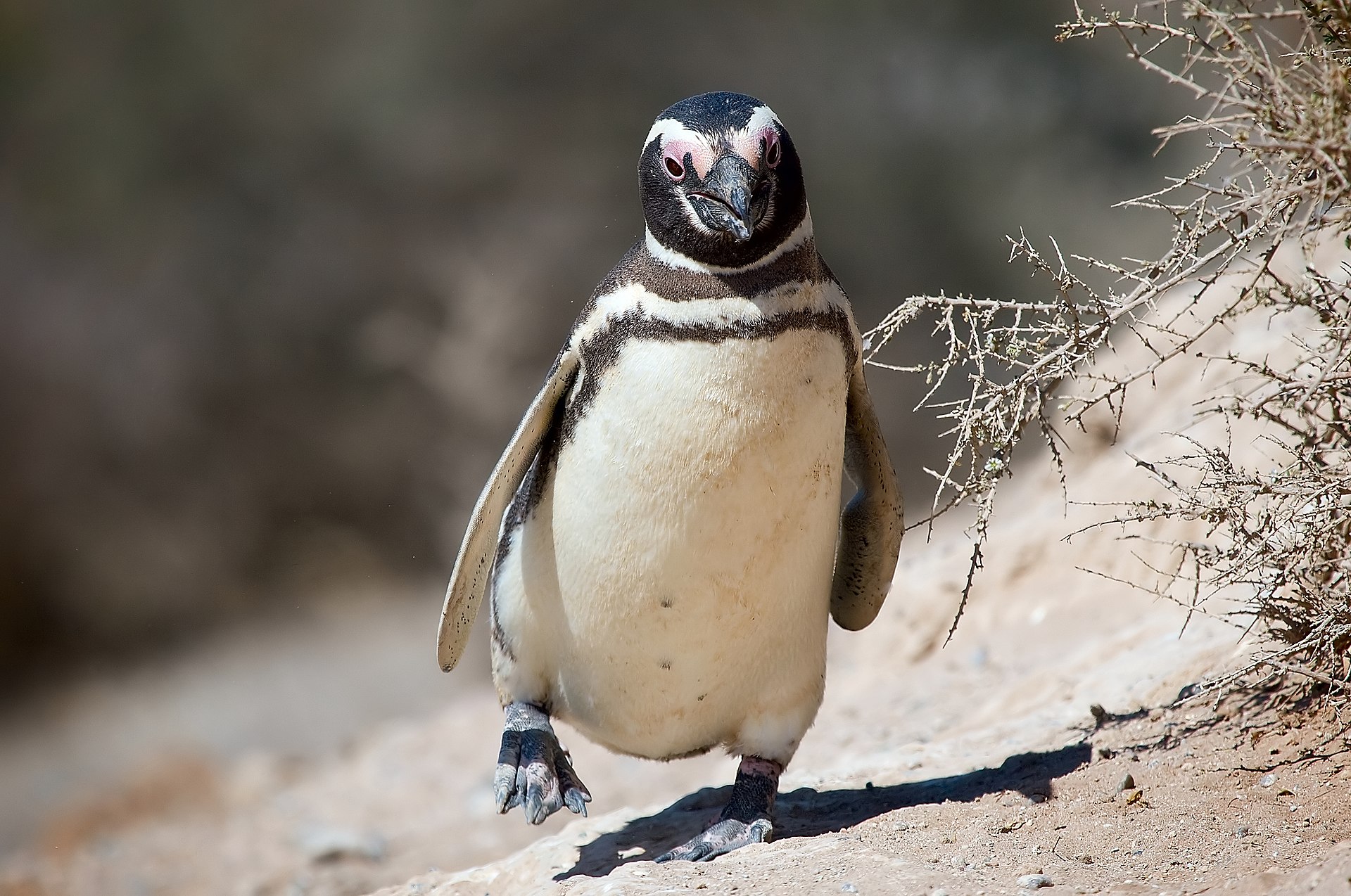Picture of a penguin in Patagonia
