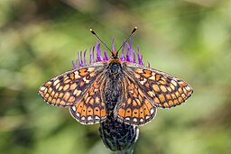 Marsh Fritillary butterly