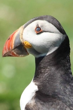 Picture of a puffin