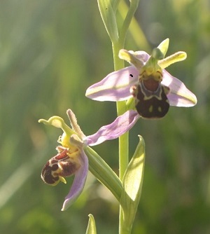 Photo of bee orchid
