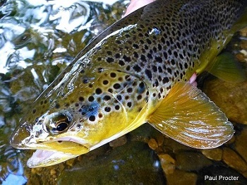 The brown trout (Salmo trutta) can be found in Welsh rivers (photo credit Paul Proctor via https://www.wildtrout.org/content/brown-trout) 