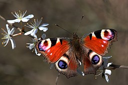 Peacock butterfly (Aglais io) on blackthorn (Prunus spinosa) Charles J. Sharp, CC BY-SA 3.0 