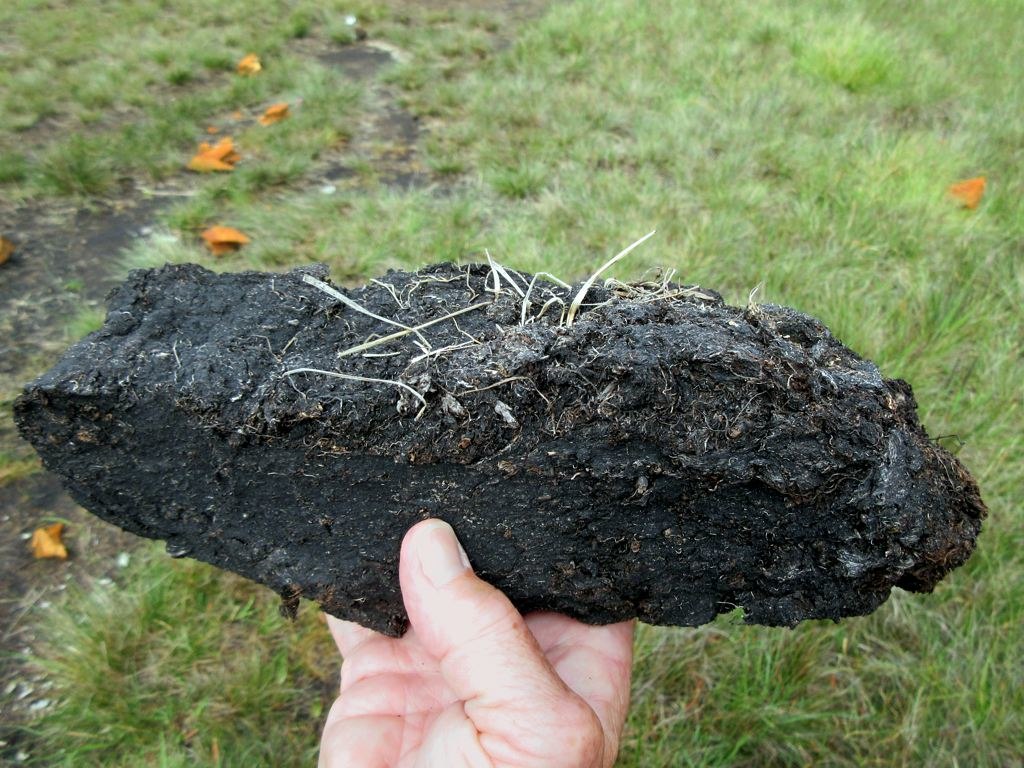 Peat in a hand