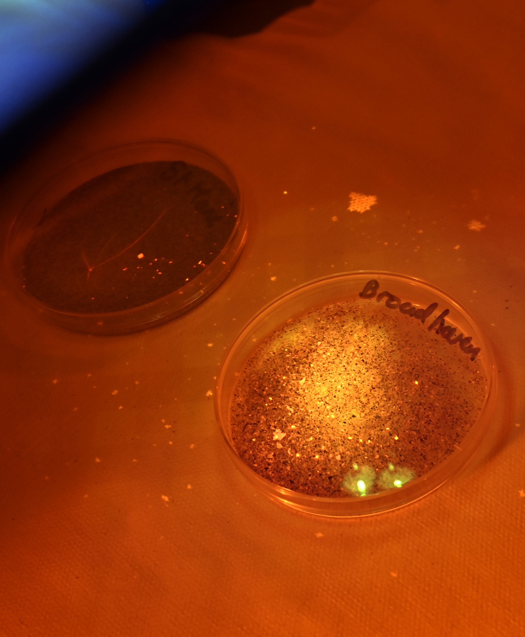 Microplastic sample from a beach in Wales.