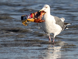 Seagull paddling in the sea with a crisp packet in its mouth
