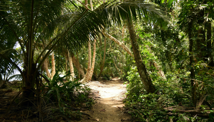 Picture of a tropical forest