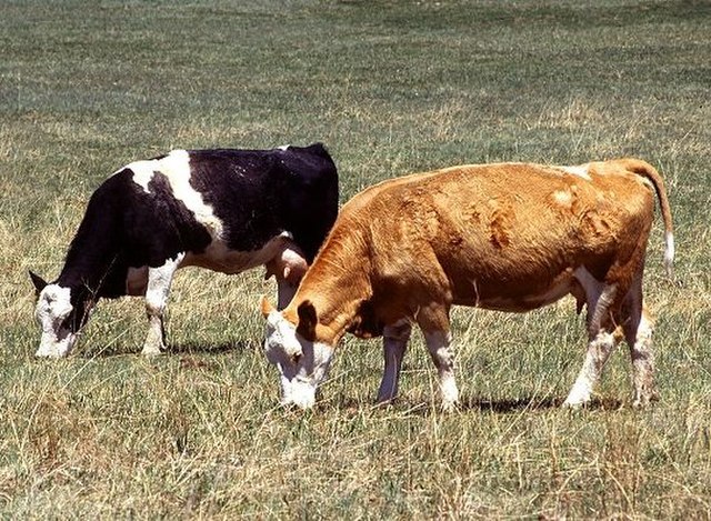 Two cows grazing