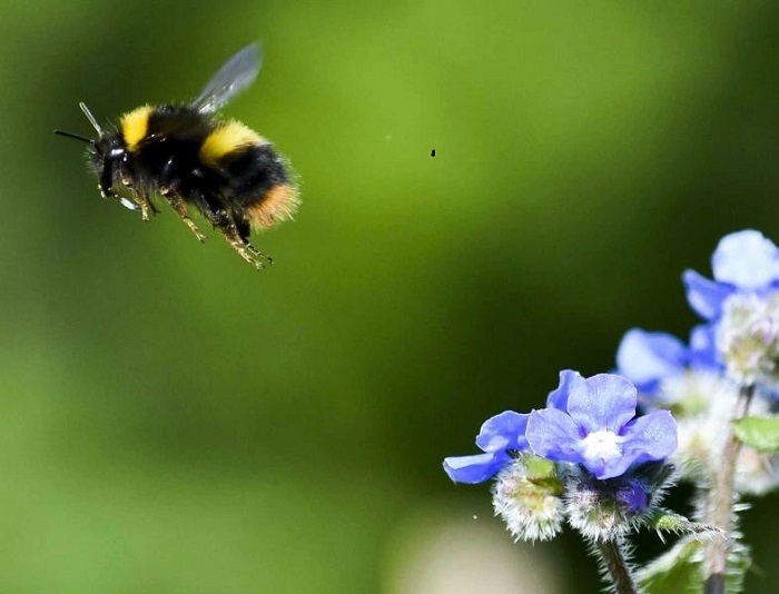 Picture of bee and flower