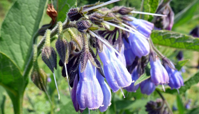 Picture of comfrey plant