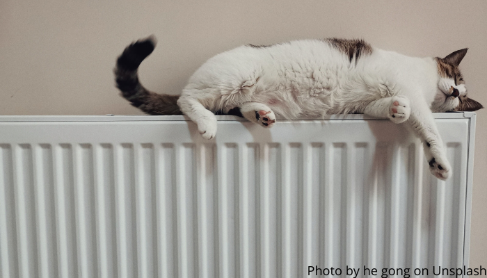 Radiator with a cat on top