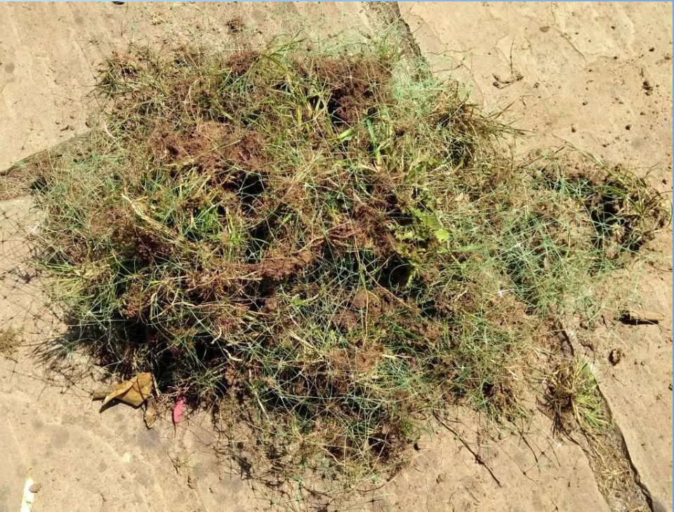 Plastic turf netting pulled out of a lawn during repair work.