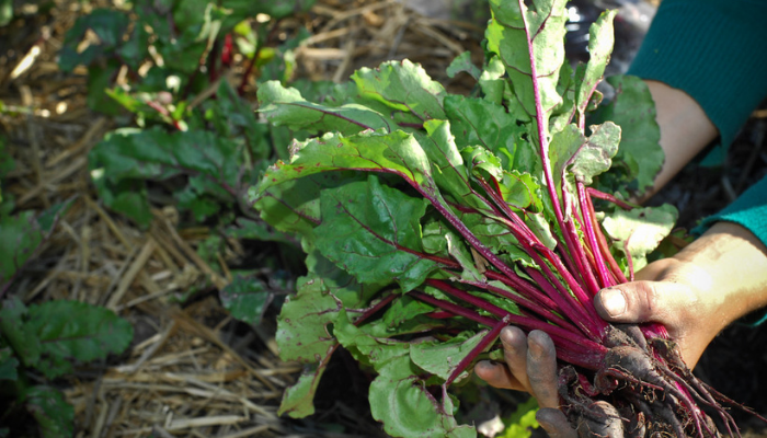 A hand pulling up some beetroots