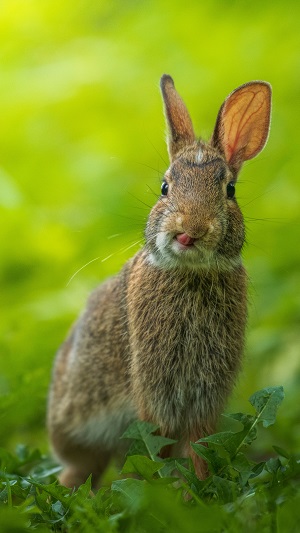 Picture of a rabbit