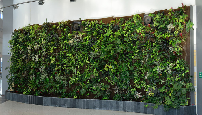 Picture of a living green wall