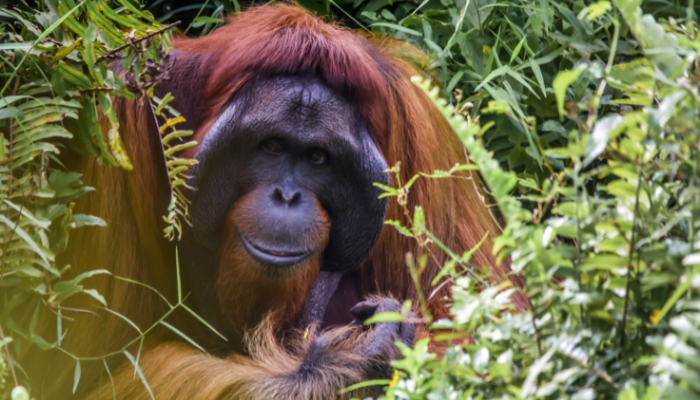Picture of an orangutan