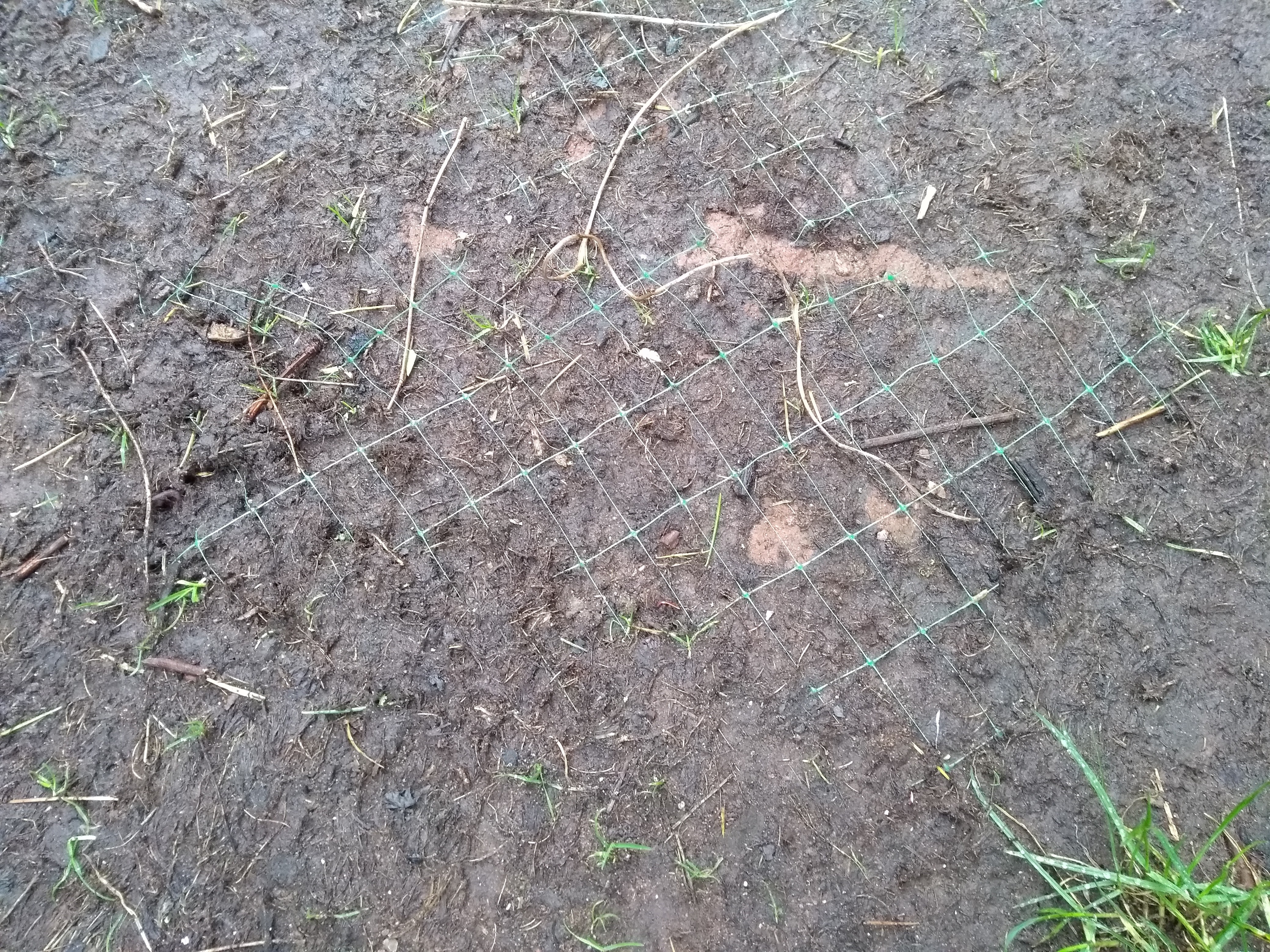 Plastic turf netting in turf (photo courtesy of Kris Lord, The Lawn Man)