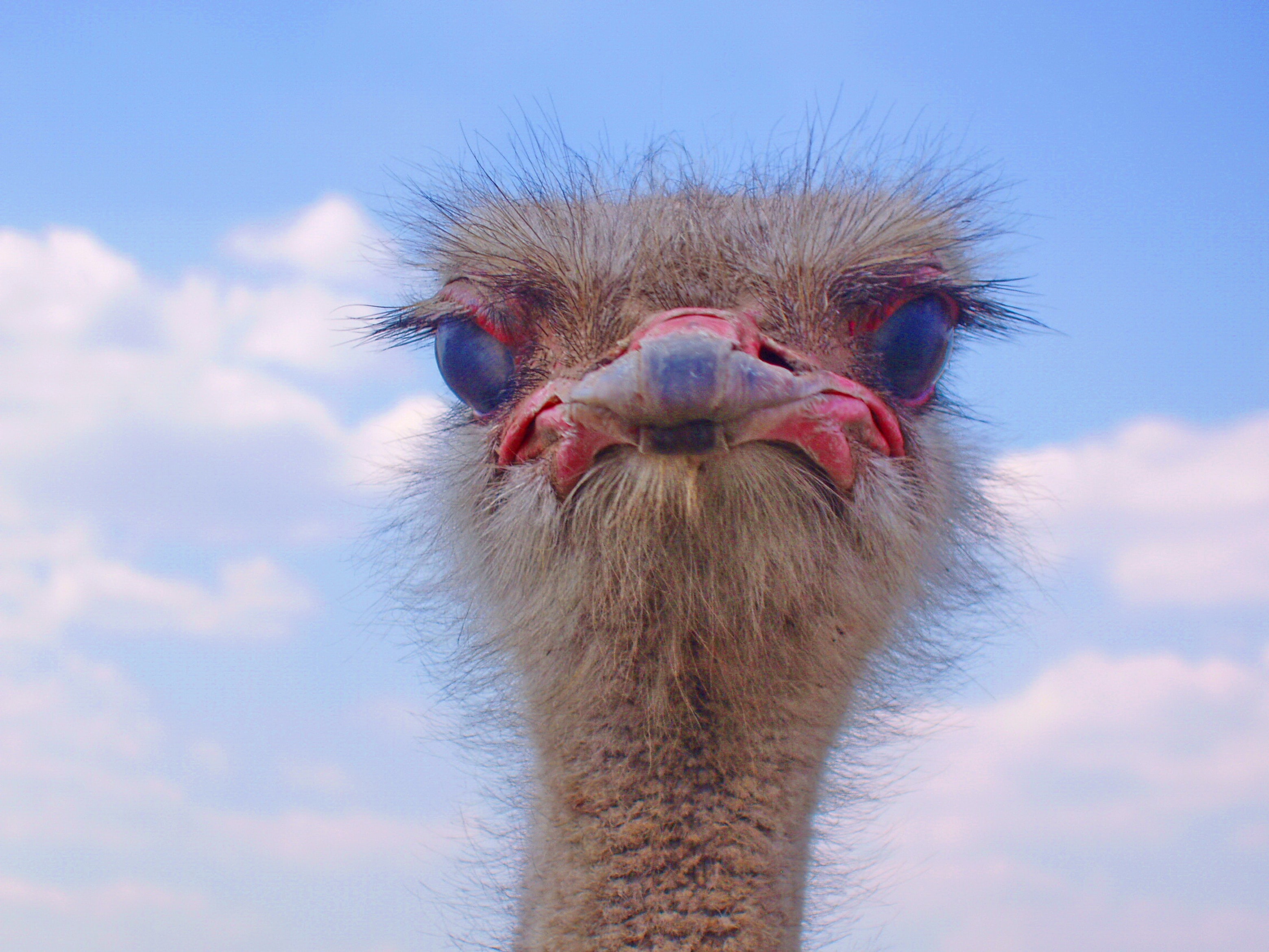 Photo of ostrich