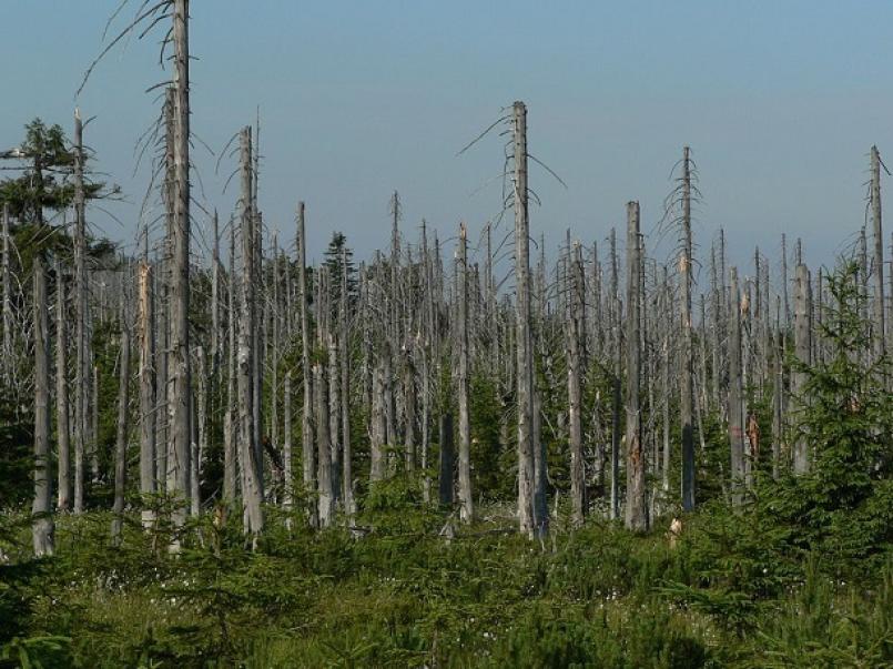 Effects of acid rain, woods, Jizera Mountains, Czech Republic (creative commons)