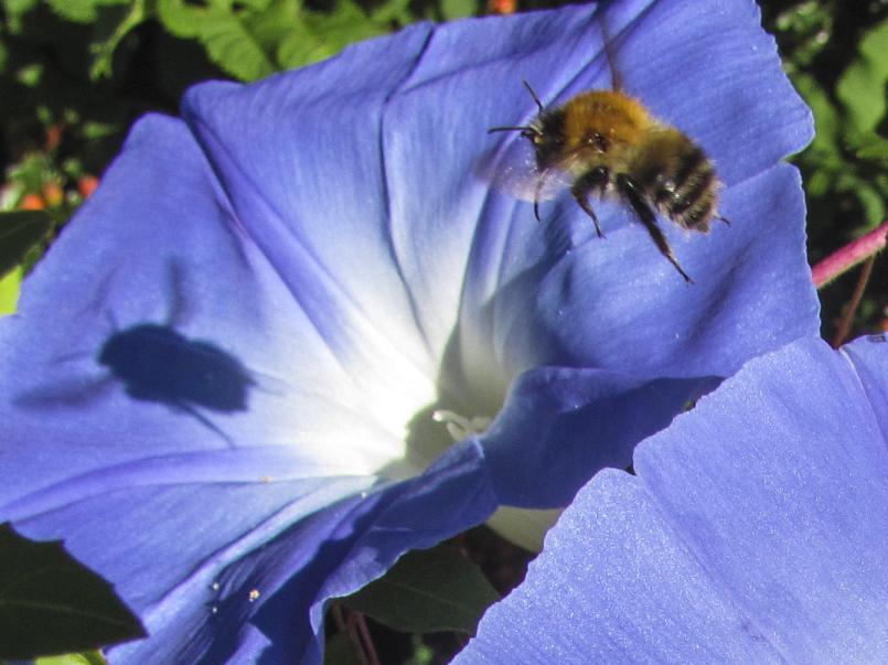 Bee on flower