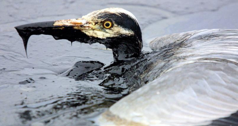 Picture of a sea bird covered in oil