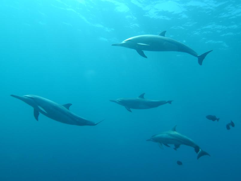 Bottlenose dolphins by Rudney Uezu on Unsplash