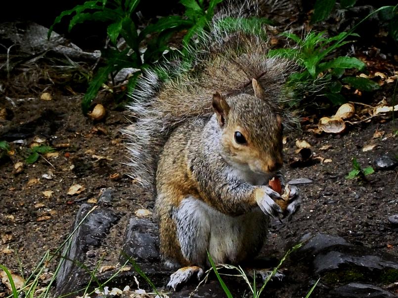 Red squirrel by Hefin Owen on Flickr (creative commons)