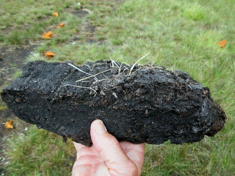 Piece of peat in someone's hand