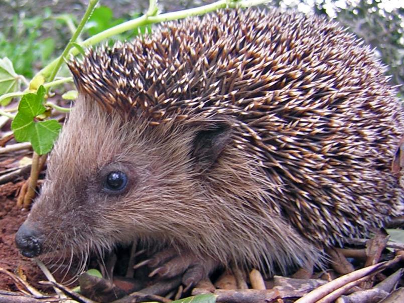Hedgehog