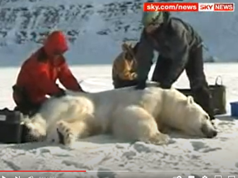 Picture of a polar bear on the snow, injured