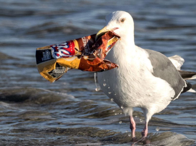 Seagull with a crisp packet in its mouth