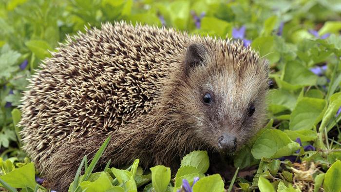 Llun draenog/picture of a hedgehog