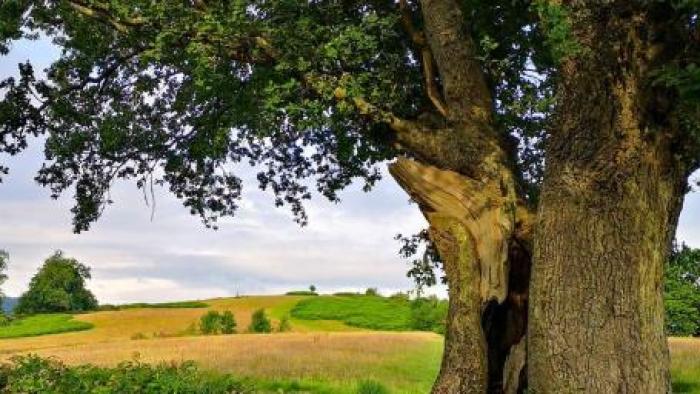 Picture of a tree in a field