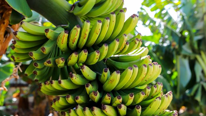 Banana tree