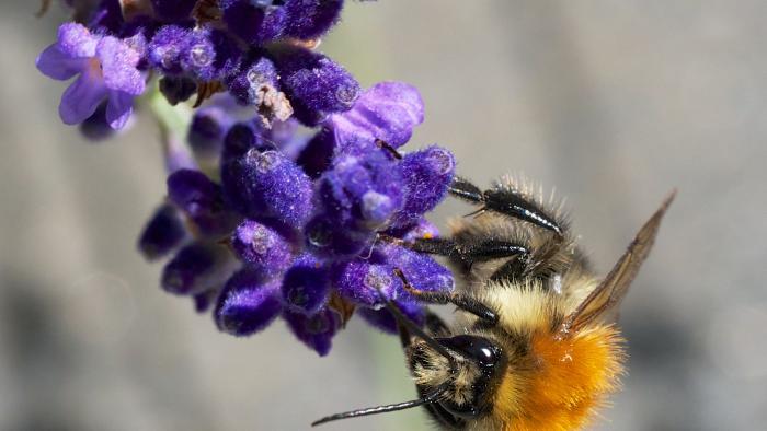 Bee on lavender